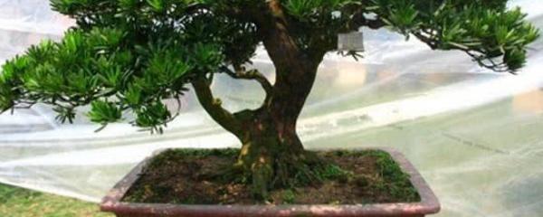小叶罗汉松怎样养
