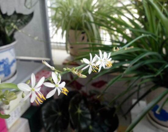 口红吊兰花语是什么