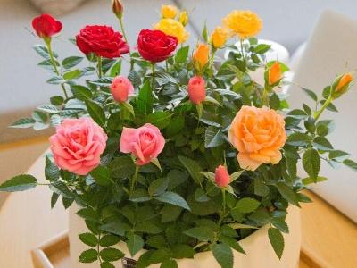 如何养玫瑰花盆栽