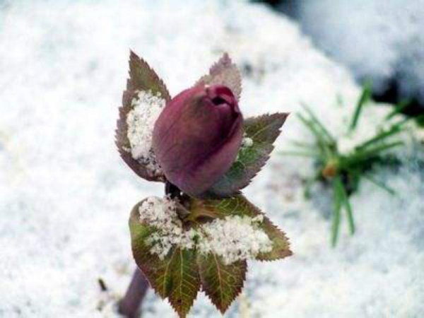 什么花在冬天开