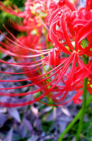 彼岸花花语是什么意思