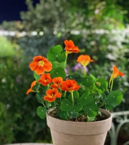 好养的室内盆栽植物有哪些 室内好养的花卉盆栽推荐