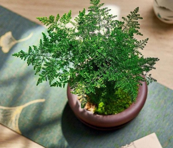 好养的室内盆栽植物有哪些