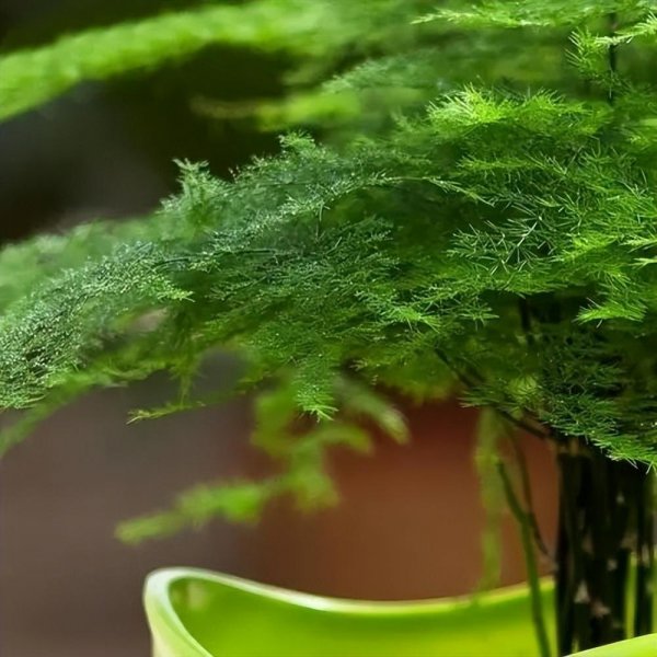 好养的室内盆栽植物有哪些
