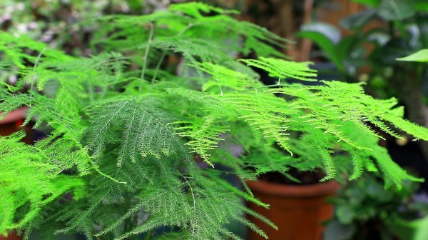 好养的室内盆栽植物有哪些