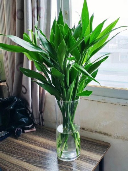好养的室内盆栽植物有哪些