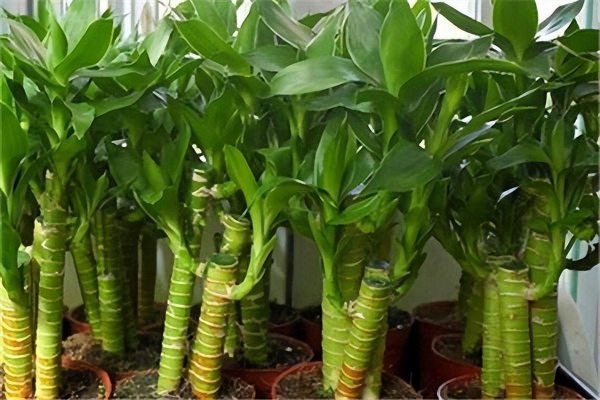 好养的室内盆栽植物有哪些
