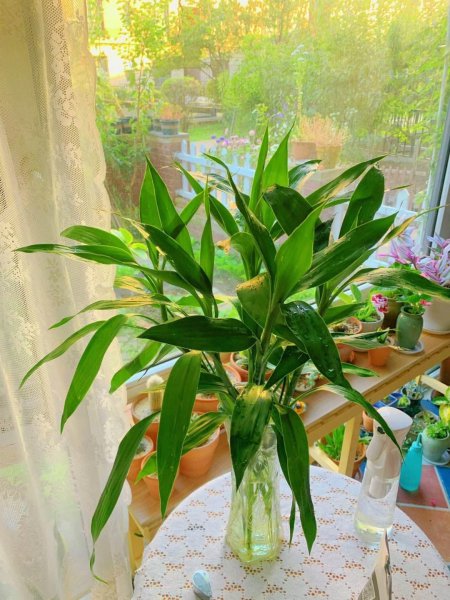 好养的室内盆栽植物有哪些