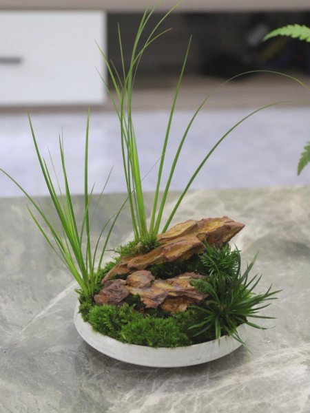 好养的室内盆栽植物有哪些