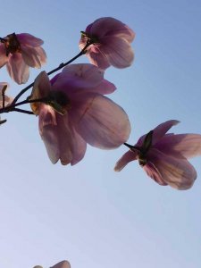 玉兰花语代表什么 玉兰花的寓意和象征