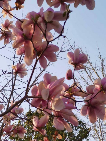 玉兰花语代表什么