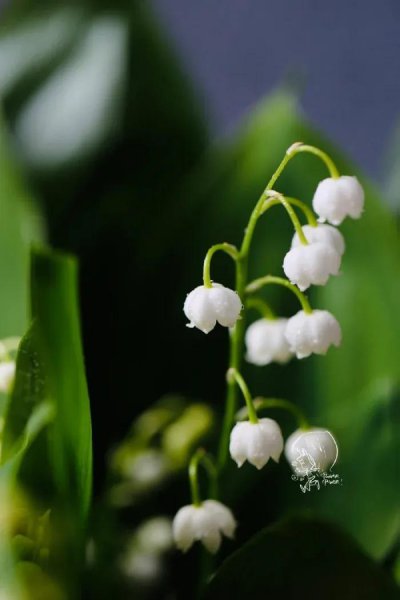 铃兰花语是什么意思