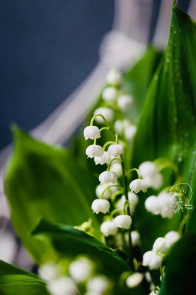 铃兰花语是什么意思