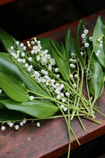 铃兰花语是什么意思