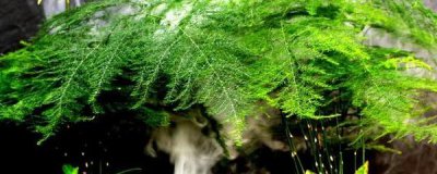 文竹盆景怎么养护 植物文竹的养殖方法