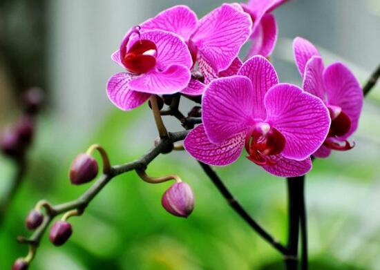 蝴蝶兰的花语是什么
