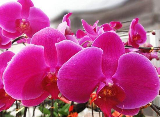 蝴蝶兰的花语是什么
