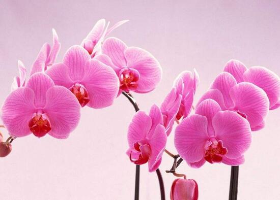 蝴蝶兰的花语是什么