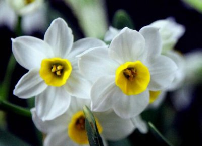 水仙花语代表什么 水仙花的寓意和传说