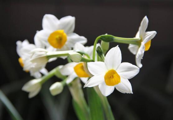 水仙花语代表什么