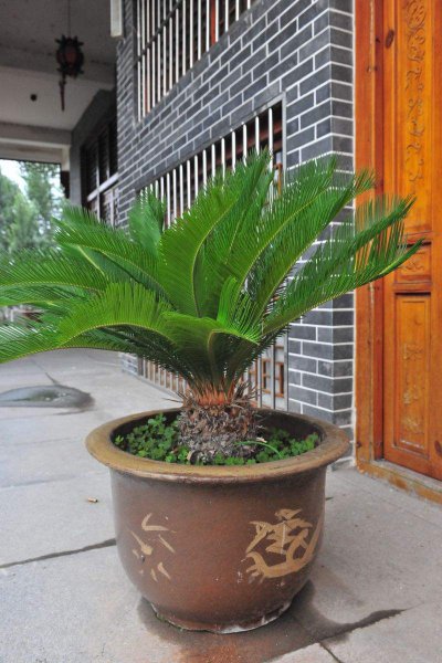 铁树盆景怎么养护
