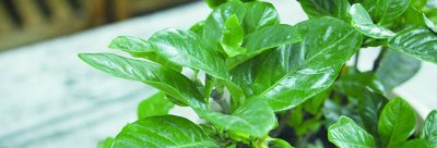 栀子花象征什么 栀子花的真正花语