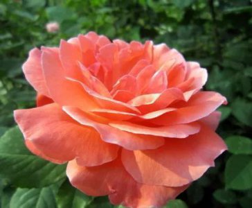 月季花的花语和寓意 浅谈月季花的象征意义