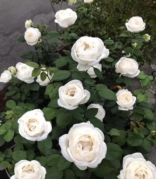 月季花的花语和寓意