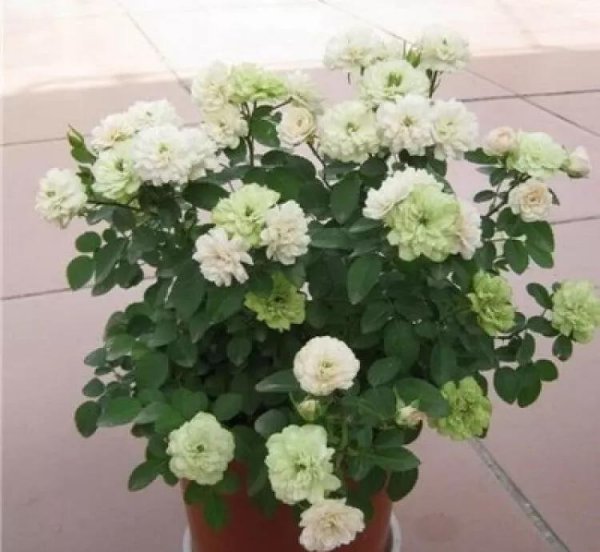 月季花的花语和寓意