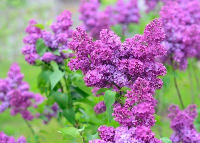丁香花花语是什么 丁香花寓意及象征