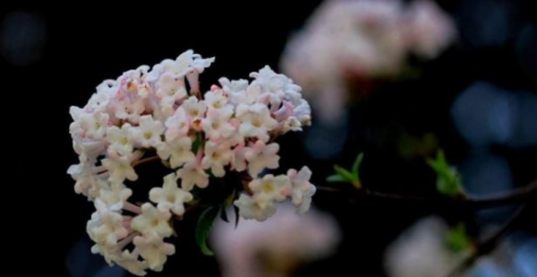 丁香花花语是什么