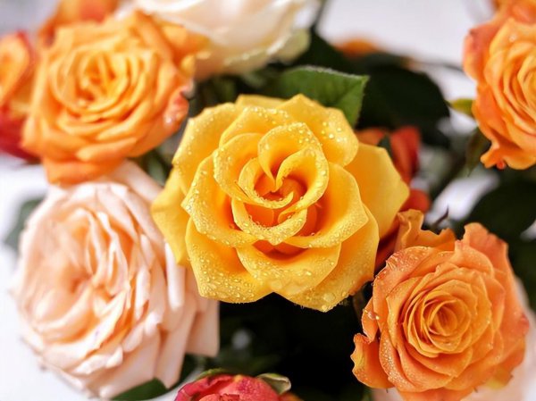 12朵花代表什么含义