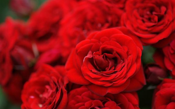 12朵花代表什么含义