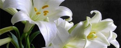 百合花怎么养盆栽 盆栽百合花的养护知识