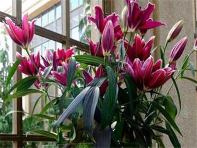 百合花怎么养盆栽
