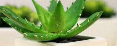 芦荟盆栽怎么养 芦荟的正确养殖方法