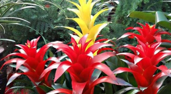 凤梨花夏天怎么养护