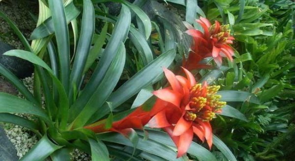 凤梨花夏天怎么养护