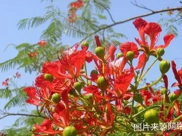 凤凰花花语是什么意思