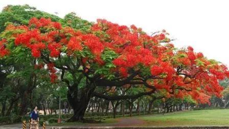 凤凰花花语是什么意思
