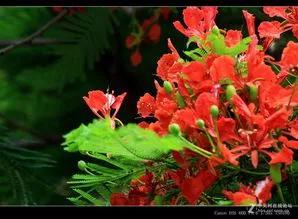凤凰花花语是什么意思