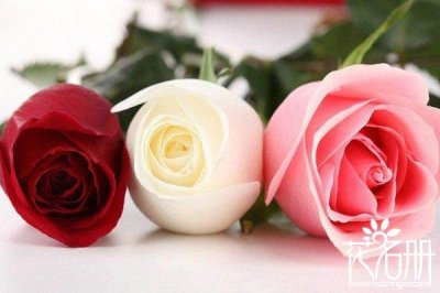 什么花象征着爱情 盘点10种表达爱情的花
