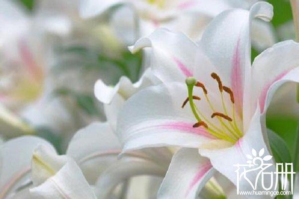 什么花象征着爱情