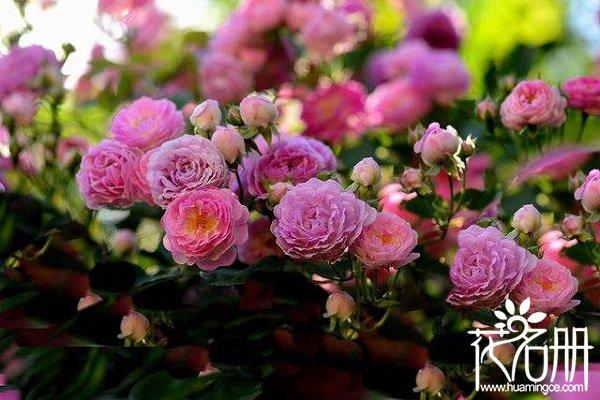 什么花象征着爱情