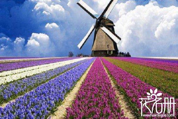 什么花象征着爱情