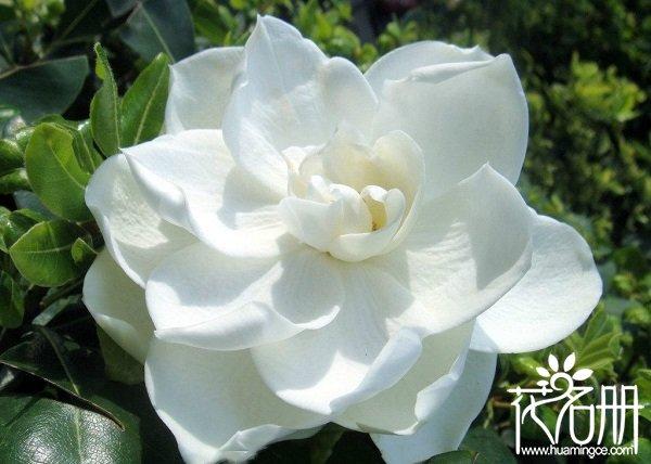什么花象征着爱情