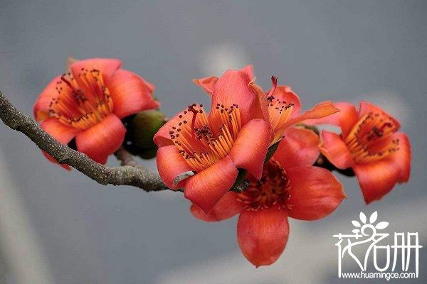 什么花象征着爱情