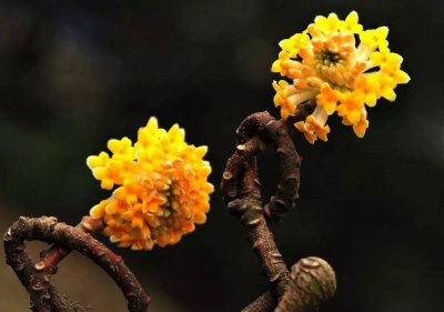 结香的花语是什么 结香花的象征和寓意