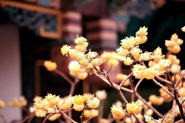 结香的花语是什么