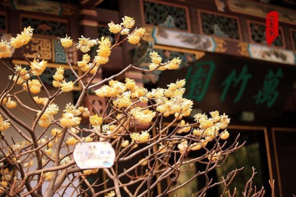 结香的花语是什么